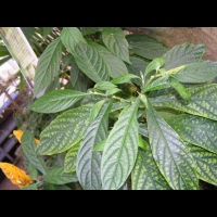 Pachystachys Lutea (fam. Acanthacees)(Perou) (10)